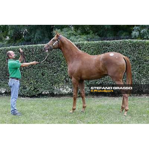 65 m. s. Missione Compiuta Selkirk Maschera d\'Oro Sole srl LA NUOVA SBARRA SRL ALLEV. Euro 70.000 Settimo Milanese (Mi) - Sga Selected Yearlings Sale, 24th sept. 2010 ph.Stefano Grasso
