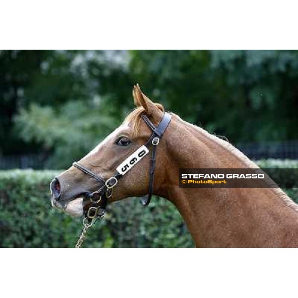 65 m. s. Missione Compiuta Selkirk Maschera d\'Oro Sole srl LA NUOVA SBARRA SRL ALLEV. Euro 70.000 Settimo Milanese (Mi) - Sga Selected Yearlings Sale, 24th sept. 2010 ph.Stefano Grasso