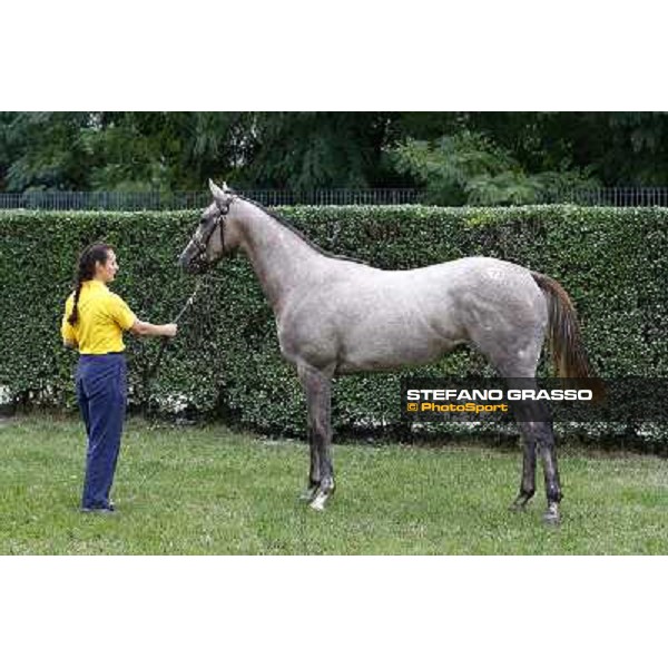 73 f. gr. Summer Fall Mizzen Mast Momix Oriano GRIZZETTI GALOPPO SRL Euro 70.000 Settimo Milanese (Mi) - Sga Selected Yearlings Sale, 24th sept. 2010 ph.Stefano Grasso