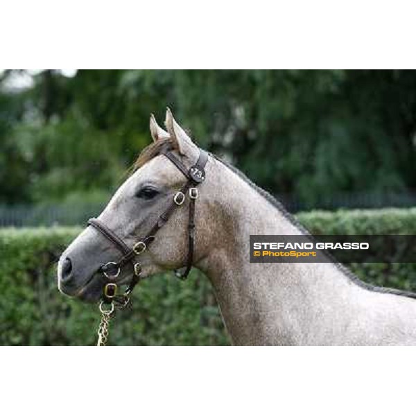 73 f. gr. Summer Fall Mizzen Mast Momix Oriano GRIZZETTI GALOPPO SRL Euro 70.000 Settimo Milanese (Mi) - Sga Selected Yearlings Sale, 24th sept. 2010 ph.Stefano Grasso