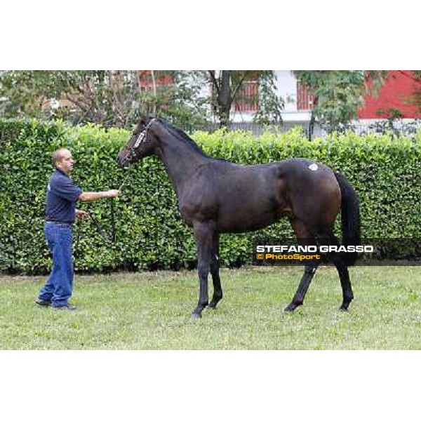 85 m. b. N Soviet Star Rafif Parco INCOLINX - DIEGO ROMEO SCUDERIA Euro 70.000 Settimo Milanese (Mi) - Sga Selected Yearlings Sale, 24th sept. 2010 ph.Stefano Grasso