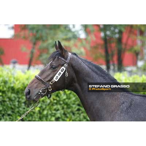 85 m. b. N Soviet Star Rafif Parco INCOLINX - DIEGO ROMEO SCUDERIA Û70.000 Settimo Milanese (Mi) - Sga Selected Yearlings Sale, 24th sept. 2010 ph.Stefano Grasso