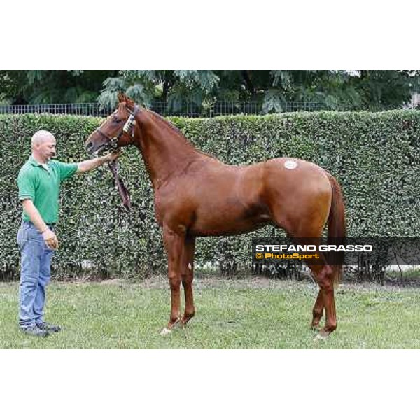 83 m. s. Peccato di Gola Three Valleys Pursuit of Charge Sole srl GRIZZETTI BRUNO Euro 68.000 Settimo Milanese (Mi) - Sga Selected Yearlings Sale, 24th sept. 2010 ph.Stefano Grasso