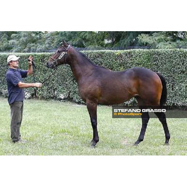 60 m. b. N Holy Roman Emperor Lan Fei Velino srl LA NUOVA SBARRA SRL ALLEV. € 60.000 Settimo Milanese (Mi) - Sga Selected Yearlings Sale, 24th sept. 2010 ph.Stefano Grasso