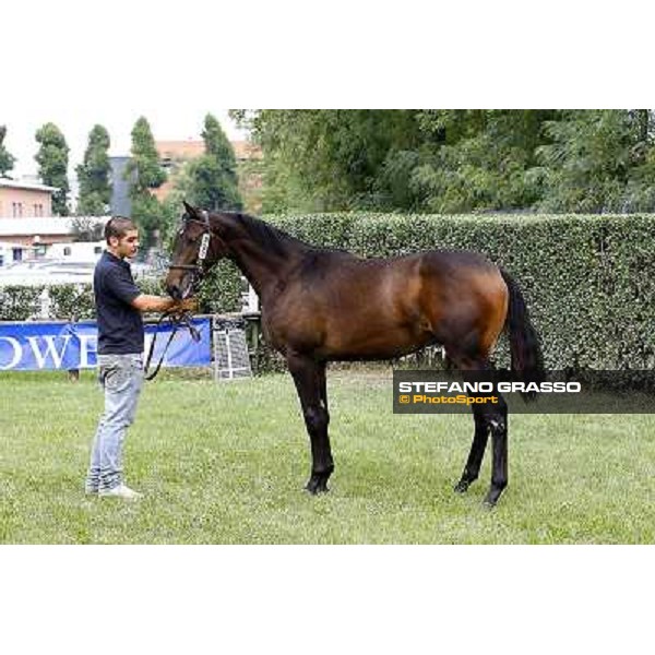 23 m. bo. N Teofilo Fafinta Velino srl INCOLINX - DIEGO ROMEO SCUDERIA euro 55.000 Settimo Milanese (Mi) - Sga Selected Yearlings Sale, 24th sept. 2010 ph.Stefano Grasso