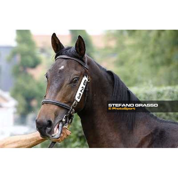 23 m. bo. N Teofilo Fafinta Velino srl INCOLINX - DIEGO ROMEO SCUDERIA Euro 55.000 Settimo Milanese (Mi) - Sga Selected Yearlings Sale, 24th sept. 2010 ph.Stefano Grasso