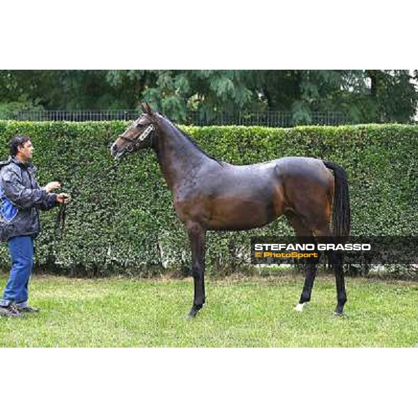 89 f. b. Silver Finance Manduro Ribblesdale Velino srl INCOLINX - DIEGO ROMEO SCUDERIA Û55.000 Settimo Milanese (Mi) - Sga Selected Yearlings Sale, 24th sept. 2010 ph.Stefano Grasso