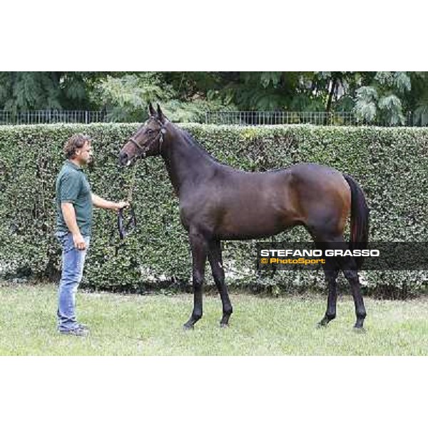 71 m. b. Lawboy Lawman Miss Mariduff S.A.R.L. srl LA NUOVA SBARRA SRL ALLEV. Euro 52.000 Settimo Milanese (Mi) - Sga Selected Yearlings Sale, 24th sept. 2010 ph.Stefano Grasso