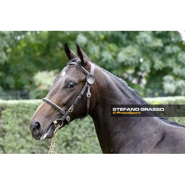 71 m. b. Lawboy Lawman Miss Mariduff S.A.R.L. srl LA NUOVA SBARRA SRL ALLEV. Euro 52.000 Settimo Milanese (Mi) - Sga Selected Yearlings Sale, 24th sept. 2010 ph.Stefano Grasso