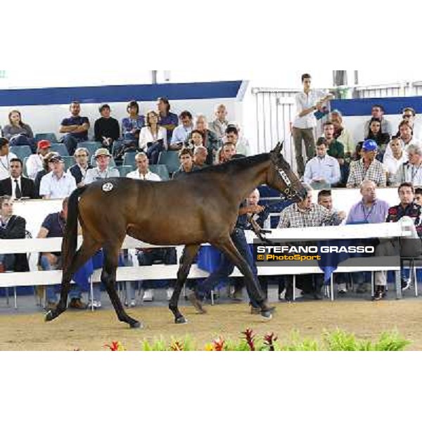 22 f. b. Eventfull Meet Dalakhani Exemina Le.Gi. BIVANS SAS di SOMMA ANTONIO \' C. Euro 50.000 Settimo Milanese (Mi) - Sga Selected Yearlings Sale, 24th sept. 2010 ph.Stefano Grasso