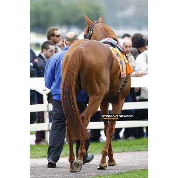 Rio de la Plata parading before the start of Premio Vittorio di Capua Milan - San Siro racetrack, 9th oct. 2010 ph. Stefano Grasso