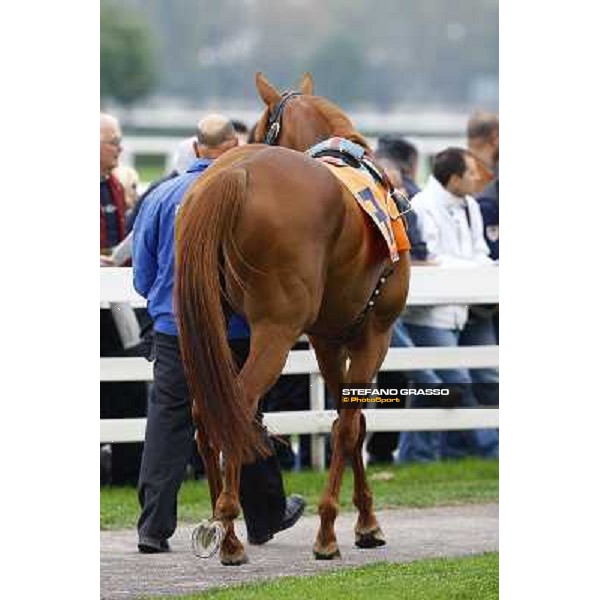 Rio de la Plata parading before the start of Premio Vittorio di Capua Milan - San Siro racetrack, 9th oct. 2010 ph. Stefano Grasso