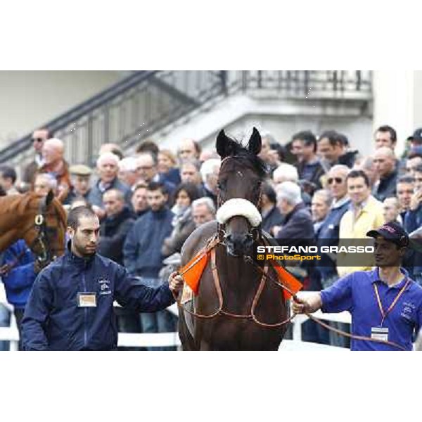Worthadd parading before the start of Premio Vittorio di Capua Milan - San Siro racetrack, 9th oct. 2010 ph. Stefano Grasso