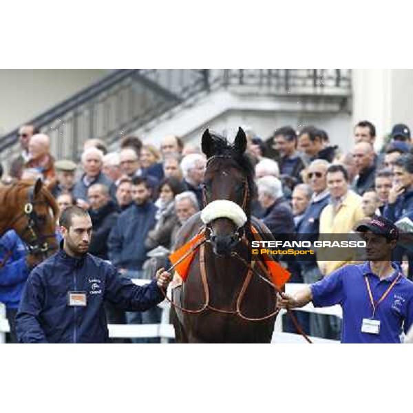 Worthadd parading before the start of Premio Vittorio di Capua Milan - San Siro racetrack, 9th oct. 2010 ph. Stefano Grasso