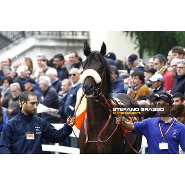 Worthadd parading before the start of Premio Vittorio di Capua Milan - San Siro racetrack, 9th oct. 2010 ph. Stefano Grasso