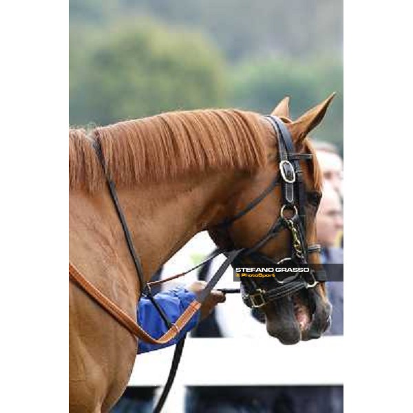a close up for Rio de la Plata parading before the start of Premio Vittorio di Capua Milan - San Siro racetrack, 9th oct. 2010 ph. Stefano Grasso