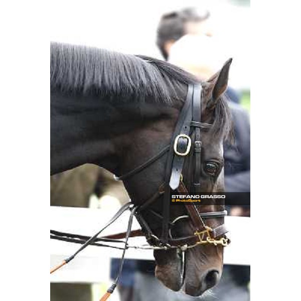 a close up for Pressing parading before the start of Premio Vittorio di Capua Milan - San Siro racetrack, 9th oct. 2010 ph. Stefano Grasso