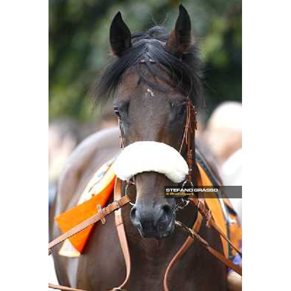 Worthadd parading before the start of Premio Vittorio di Capua Milan - San Siro racetrack, 9th oct. 2010 ph. Stefano Grasso