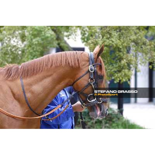 a close up for Rio de la Plata parading before winning the Premio Vittorio di Capua Milan - San Siro racetrack, 9th oct. 2010 ph. Stefano Grasso