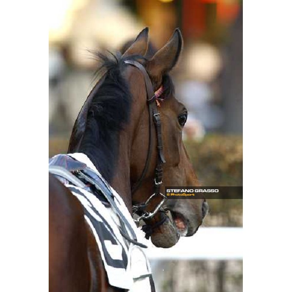 Quiza Quiza Quiza walking before the Premio Lydia Tesio Rome, Capannelle racetrack, 24th oct. 2010 ph. Stefano Grasso 
