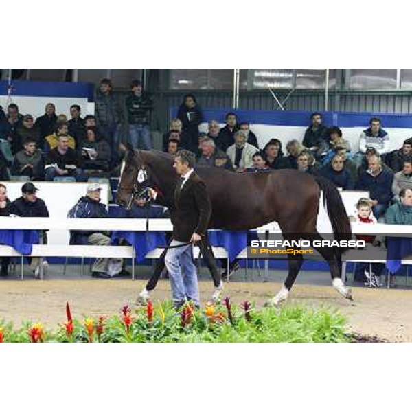 Anact selected yearlings sales Platinum Grif, Varenne and Borghina Blak sold at Euro 31.000 Settimo Milanese (MI), 29th oct. 2010 ph. Stefano Grasso