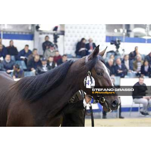 Anact selected yearlings sales Platinum Grif, Varenne and Borghina Blak sold at Euro 31.000 Settimo Milanese (MI), 29th oct. 2010 ph. Stefano Grasso