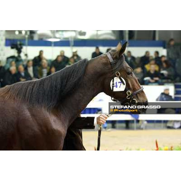Anact selected yearlings sales Platinum Grif, Varenne and Borghina Blak sold at Euro 31.000 Settimo Milanese (MI), 29th oct. 2010 ph. Stefano Grasso