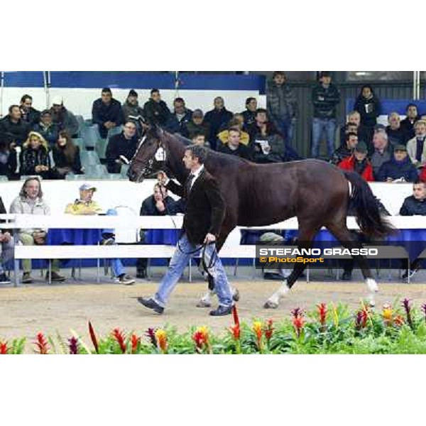 Anact selected yearlings sales Platinum Grif, Varenne and Borghina Blak sold at Euro 31.000 Settimo Milanese (MI), 29th oct. 2010 ph. Stefano Grasso