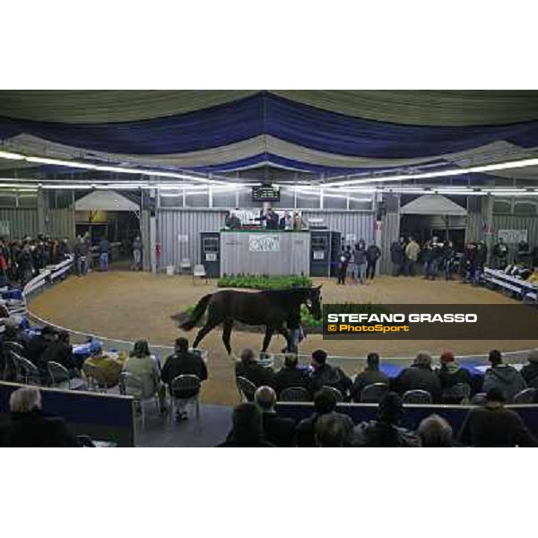 Anact selected yearlings sales Platinum Grif, Varenne and Borghina Blak sold at Euro 31.000 Settimo Milanese (MI), 29th oct. 2010 ph. Stefano Grasso