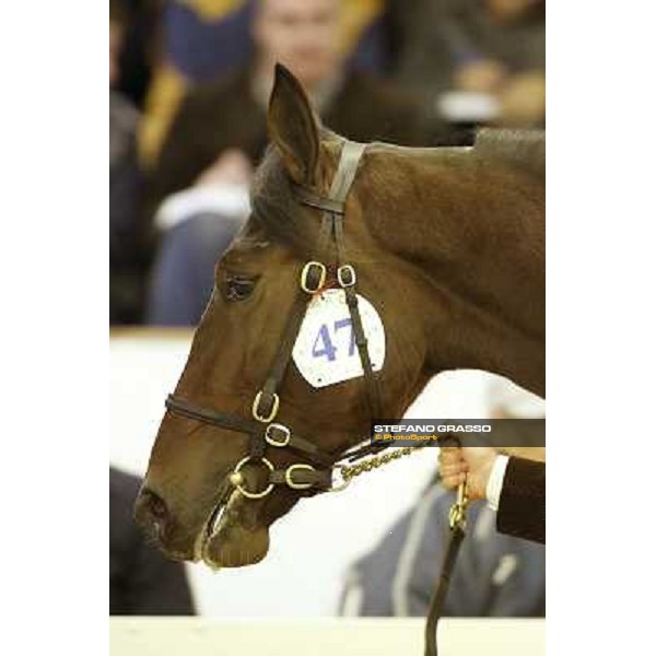 Anact selected yearlings sales Platinum Grif, Varenne and Borghina Blak sold at Euro 31.000 Settimo Milanese (MI), 29th oct. 2010 ph. Stefano Grasso