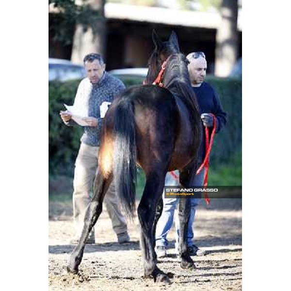 Anact selected yearlings sales Settimo Milanese (MI), 29th oct. 2010 ph. Stefano Grasso