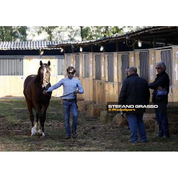 Anact selected yearlings sales Settimo Milanese (MI), 29th oct. 2010 ph. Stefano Grasso