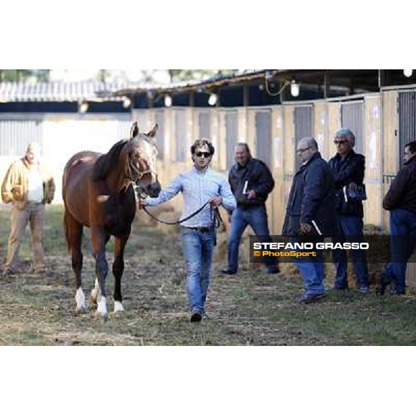 Anact selected yearlings sales Settimo Milanese (MI), 29th oct. 2010 ph. Stefano Grasso