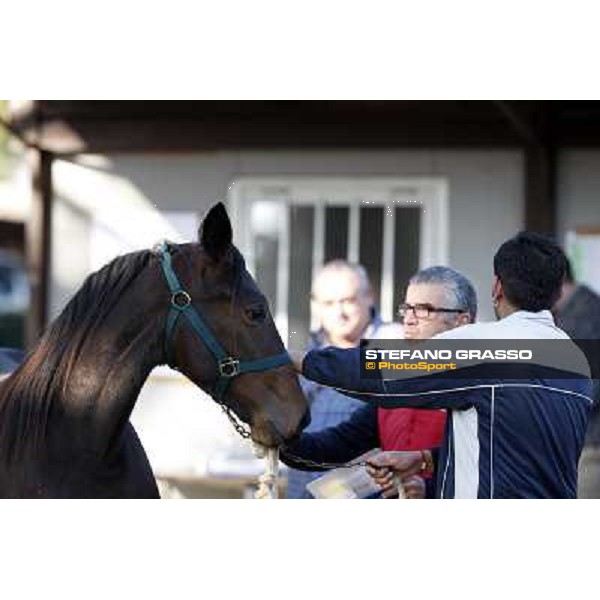 Anact selected yearlings sales Settimo Milanese (MI), 29th oct. 2010 ph. Stefano Grasso