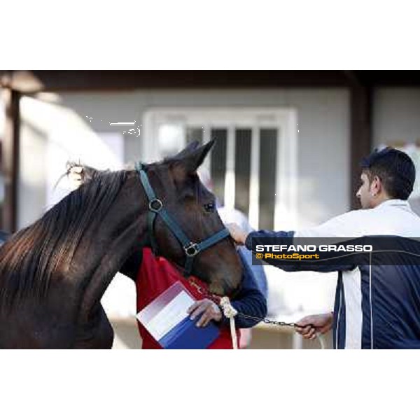 Anact selected yearlings sales Settimo Milanese (MI), 29th oct. 2010 ph. Stefano Grasso