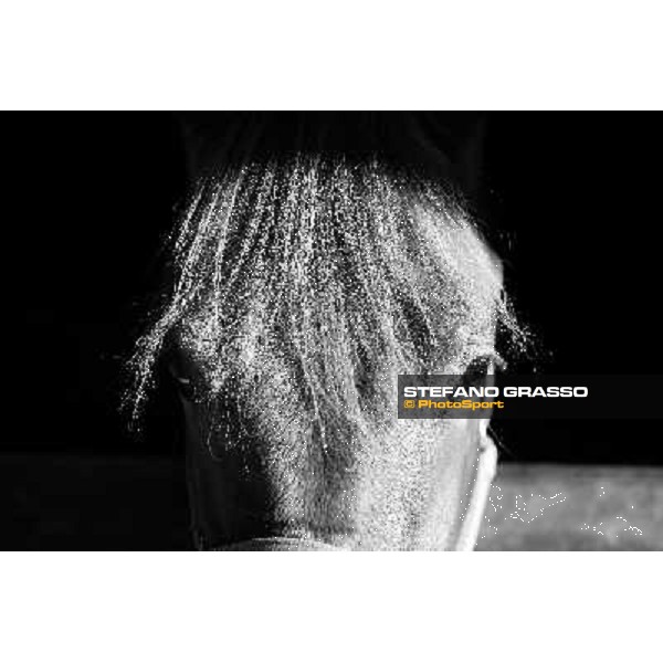 Anact selected yearlings sales Settimo Milanese (MI), 29th oct. 2010 ph. Stefano Grasso