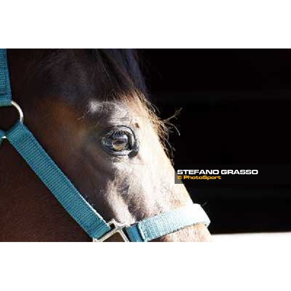 Anact selected yearlings sales Settimo Milanese (MI), 29th oct. 2010 ph. Stefano Grasso