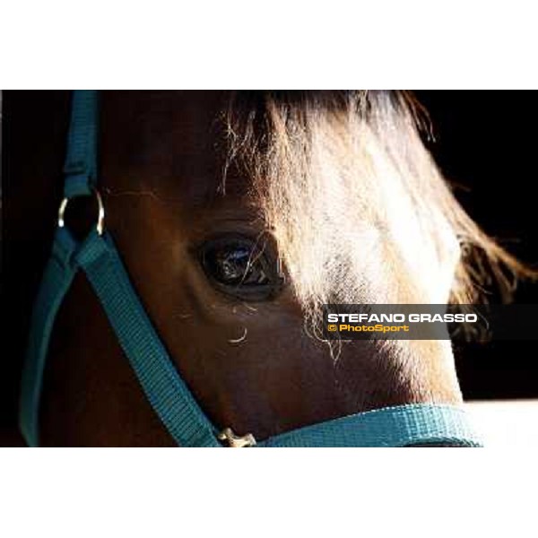 Anact selected yearlings sales Settimo Milanese (MI), 29th oct. 2010 ph. Stefano Grasso