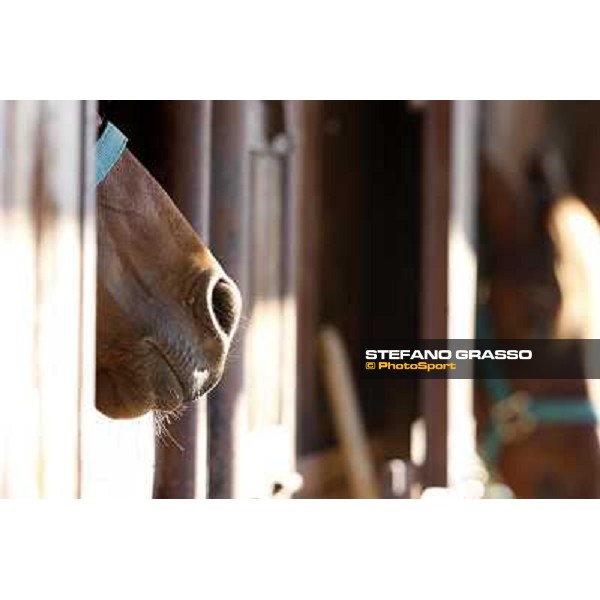 Anact selected yearlings sales Settimo Milanese (MI), 29th oct. 2010 ph. Stefano Grasso