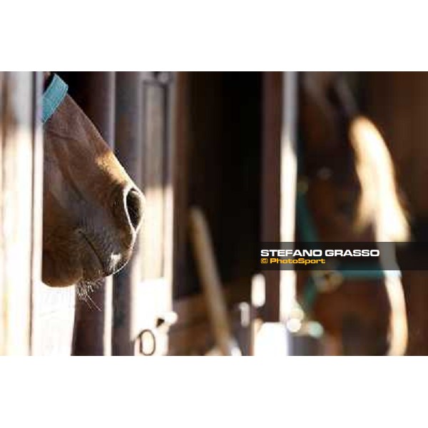 Anact selected yearlings sales Settimo Milanese (MI), 29th oct. 2010 ph. Stefano Grasso