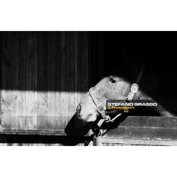 Anact selected yearlings sales Settimo Milanese (MI), 29th oct. 2010 ph. Stefano Grasso