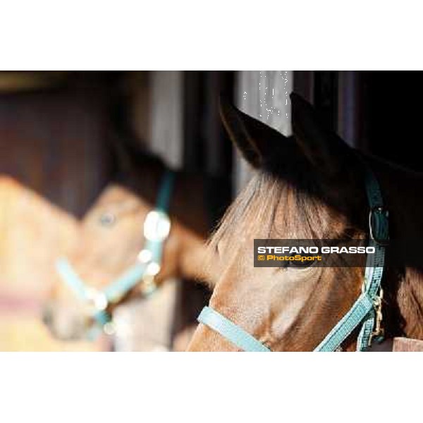 Anact selected yearlings sales Settimo Milanese (MI), 29th oct. 2010 ph. Stefano Grasso