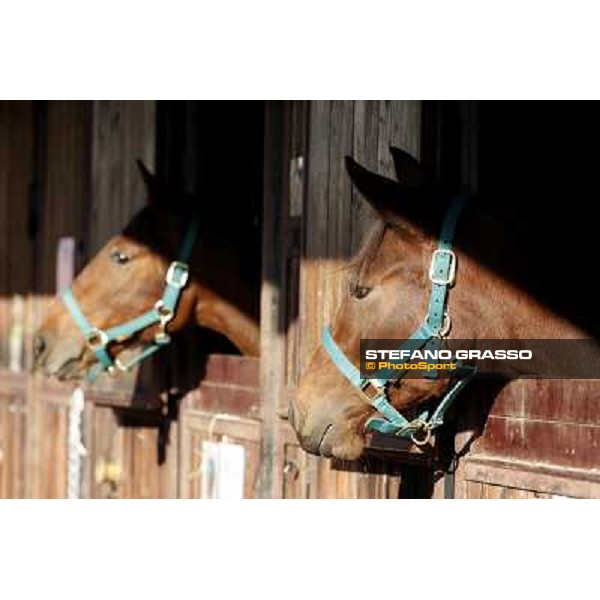 Anact selected yearlings sales Settimo Milanese (MI), 29th oct. 2010 ph. Stefano Grasso