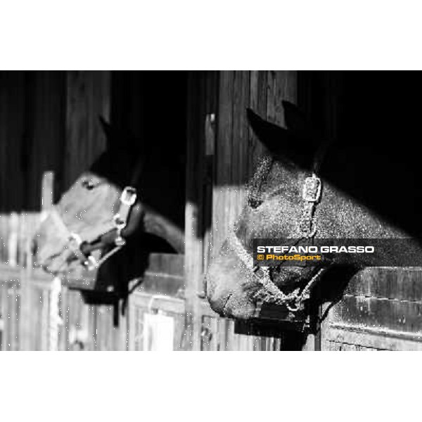 Anact selected yearlings sales Settimo Milanese (MI), 29th oct. 2010 ph. Stefano Grasso
