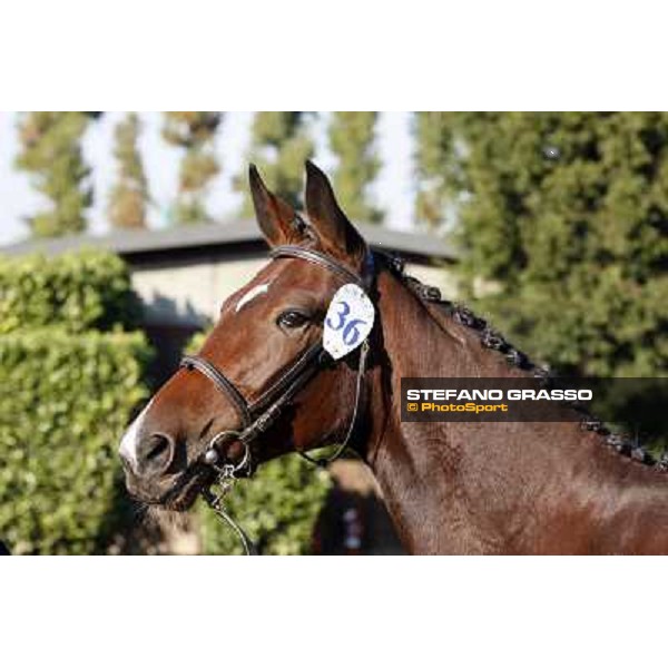 Anact selected yearlings sales Settimo Milanese (MI), 29th oct. 2010 ph. Stefano Grasso