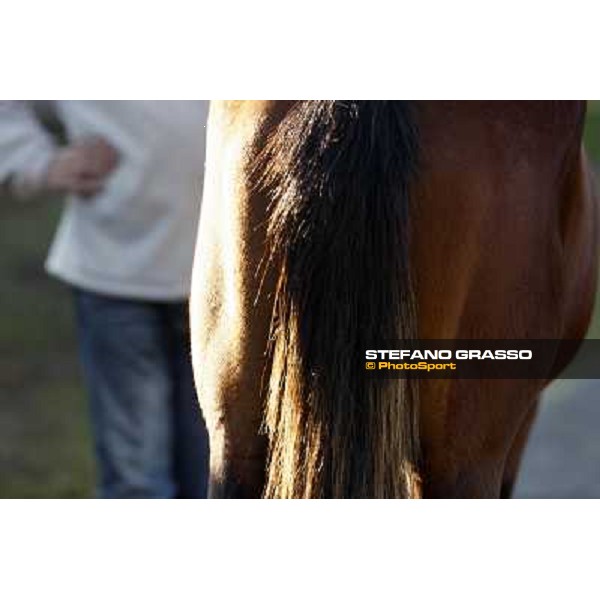 Anact selected yearlings sales Settimo Milanese (MI), 29th oct. 2010 ph. Stefano Grasso