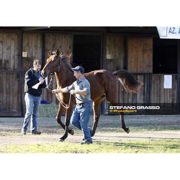Anact selected yearlings sales Settimo Milanese (MI), 29th oct. 2010 ph. Stefano Grasso