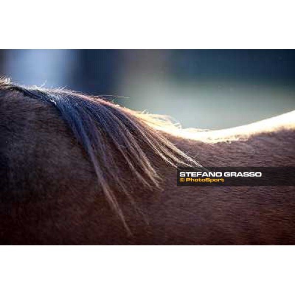 Anact selected yearlings sales Settimo Milanese (MI), 29th oct. 2010 ph. Stefano Grasso
