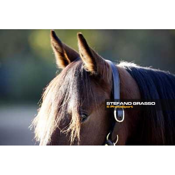 Anact selected yearlings sales Settimo Milanese (MI), 29th oct. 2010 ph. Stefano Grasso