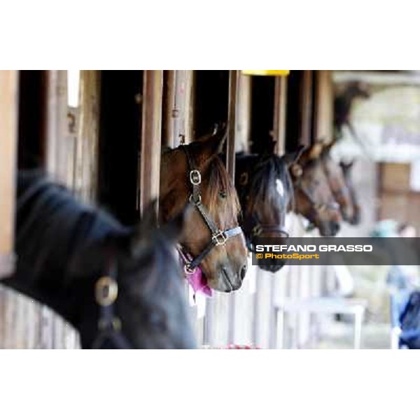 Anact selected yearlings sales Settimo Milanese (MI), 29th oct. 2010 ph. Stefano Grasso